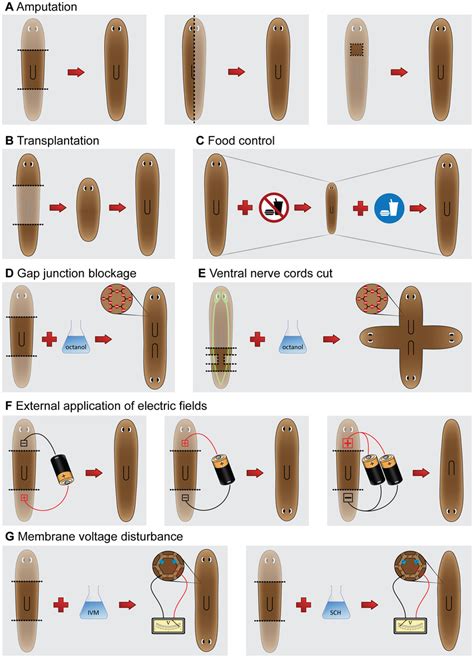 Diagrams of the main planarian regeneration experiments found in the... | Download Scientific ...