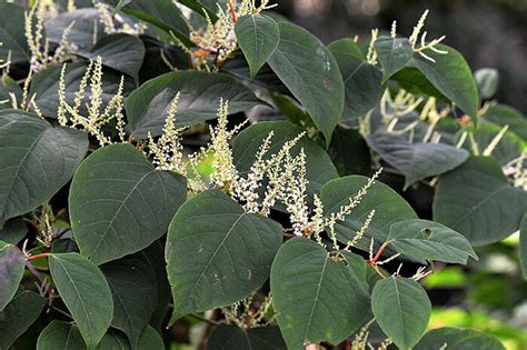 Japanese Knotweed A Guide For Homeowners Williams And Donovan Estate