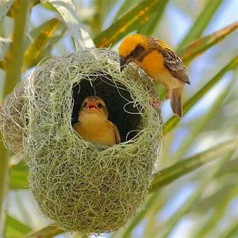 Tejedor De Pico Fino Pertenece A La Familia De Los Ploceidae Viven En