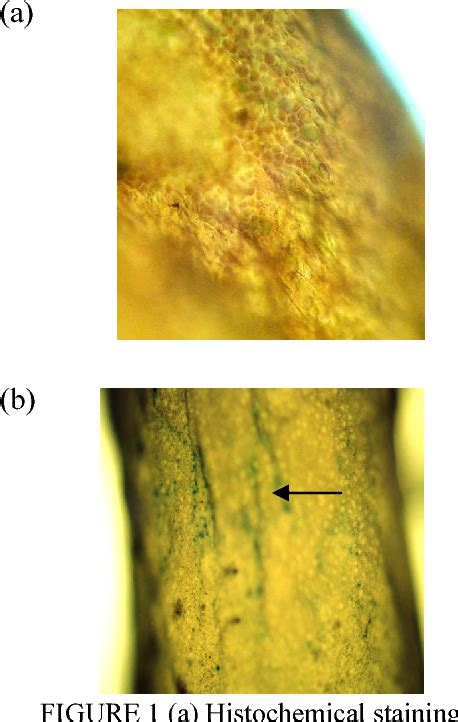 Figure 1 From Development Of A Transformation System For Gracilaria