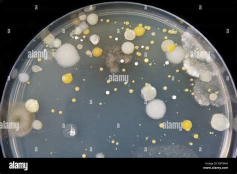 Close Up Of Bacteria And Mold Growing In A Petri Dish Stock Photo Alamy