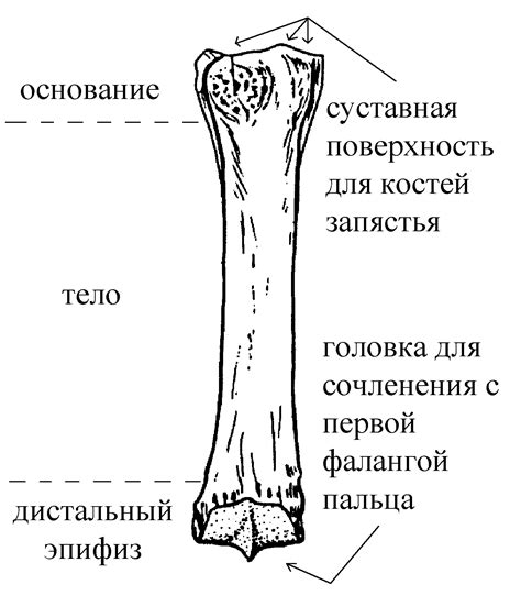 Скелет кисти - skeleton manus