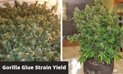 Gorilla Glue Strain Review And Grow Info Greenbudguru