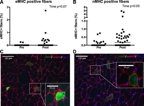 Fibers Positive For Embryonic Myosin Heavy Chain EMHC A And C Or