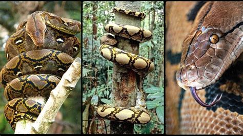 Meet The Reticulated Python The Worlds Longest Snake Python