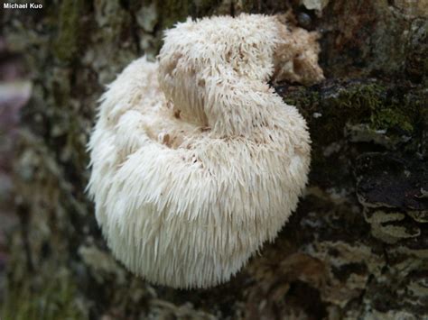 Hericium erinaceus (MushroomExpert.Com)