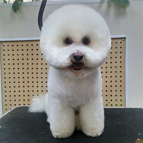 20 Best Bichon Frise Haircuts for Your Puppy - The Paws Female Horse, Female Dog Names, Grooming ...