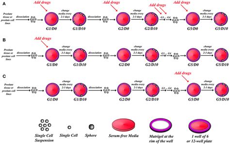 Schematic Illustrating Strategy Of Drug Treatments In Sphere Formation Download Scientific