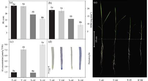 Root Length Rl A Root Dry Matter Rdm B Aluminum Concentration In