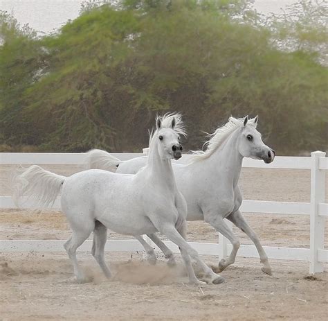 Arabian Horse Caballos Del Mundo Caballos Caballo Arabe