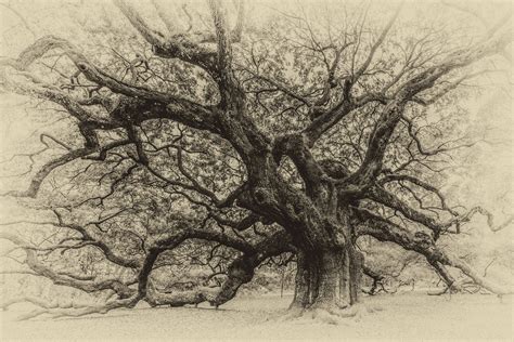 Angel Oak Print, Angel Oak Tree, Angel Oak Metal Print, charleston's ...