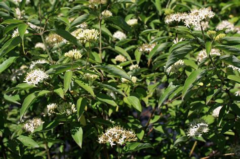 Silky Dogwood Form Flw Leaf — Ontario Native Plant Nursery Container