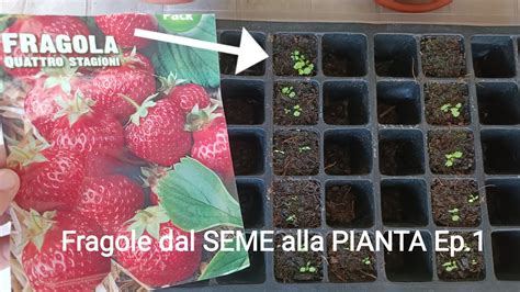 Come Coltivare Fragole Dal Seme Alla Pianta Ep Semina E Primi