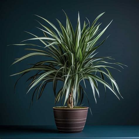 How To Care For Dragon Plant: A Complete Guide - Foliage Garden Plants