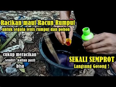 Cara Membasmi Rumput Agar Cepat Mati Dalam Hitungan Jam Rumput