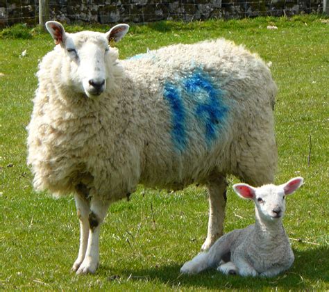 images sheep mammal vertebrate goats  goat family