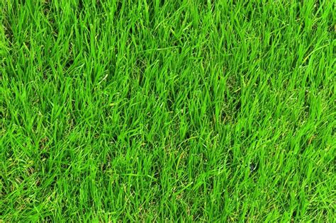 Green Grass Realistic Background Premium Ai Generated Image