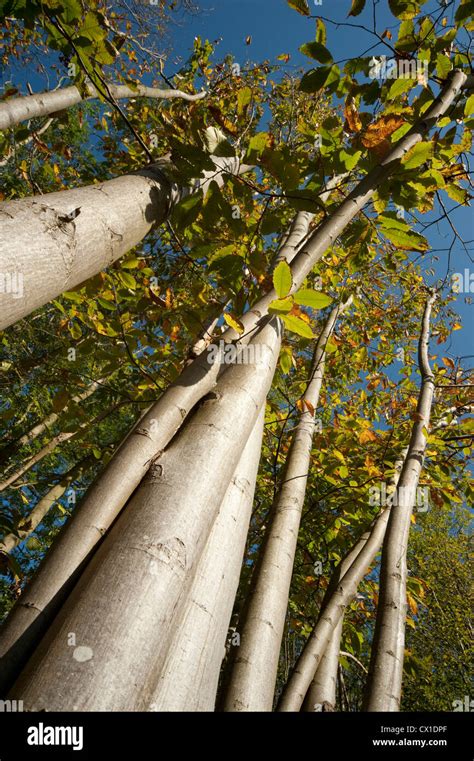 Sweet chestnut tree bark hi-res stock photography and images - Alamy