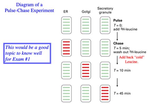 Cell Bio Lec Flashcards Quizlet