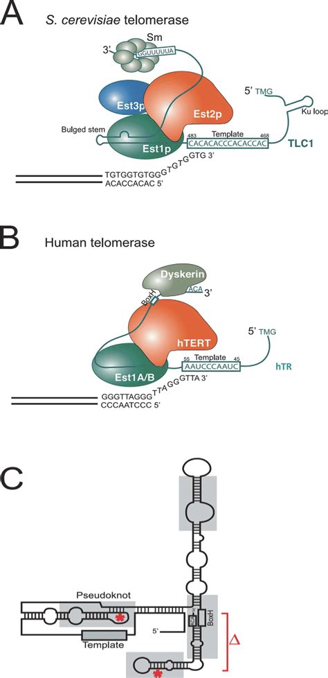 Showing schematic structure of (A) budding yeast (S. cerevisiae)... | Download Scientific Diagram