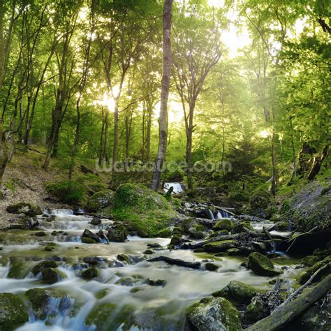 Beautiful Forest Waterfall Wall Mural Wallpaper Wallsauce Usa