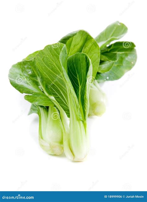 Fresh Green Bok Choi An Oriental Vegetable Stock Photo Image Of