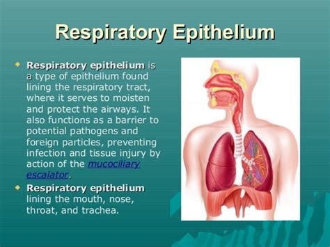 Respiratory epithelium