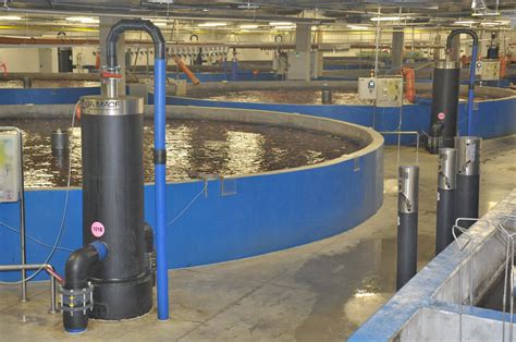 Aeration Systems And Pure Oxygen In Aquaculture Eurofish