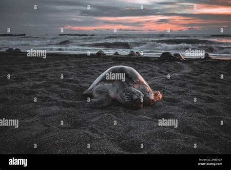 Turtle Nesting On Beach Stock Photo Alamy