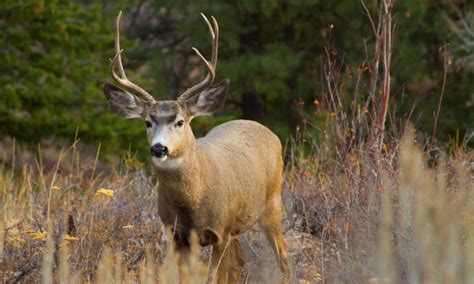 How to Track a Wounded Deer [8 Steps to Success] • Advanced Hunter