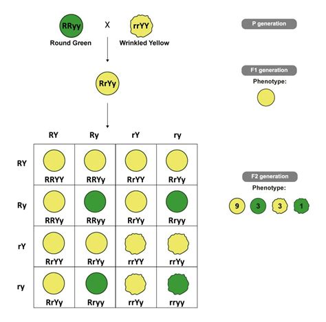 Mendel S Law Of Segregation Genetics Article Khan Academy 54 OFF