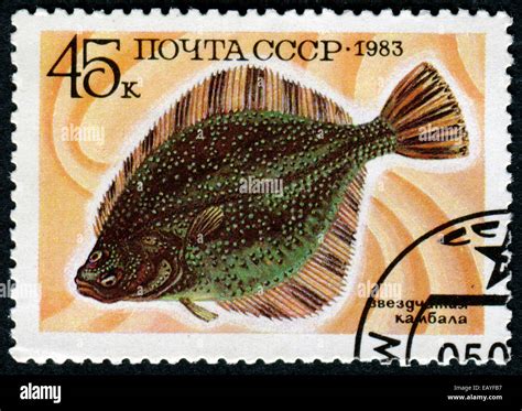 Ussr Circa A Stamp Printed In The Ussr Shows Flounder Circa