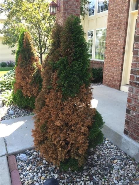 Thuja Green Giant Tree Problems How To Solve Them