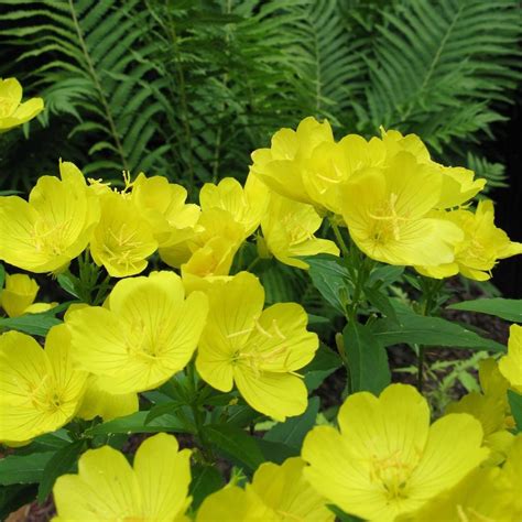 Striking Starter Plant For Sale Evening Primrose Oenothera Easy