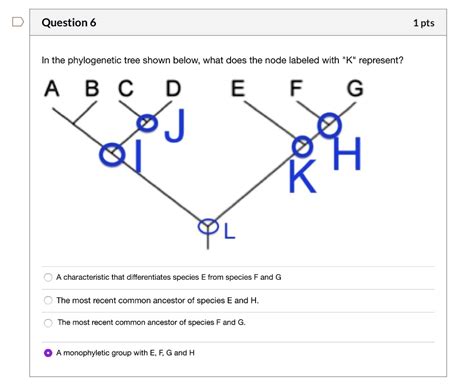 Solved In The Phylogenetic Tree Shown Below What Does The Node