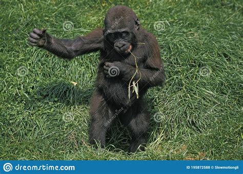 Eastern Lowland Gorilla, Gorilla Gorilla Graueri, Baby Displaying by Beating Chest Stock Photo ...