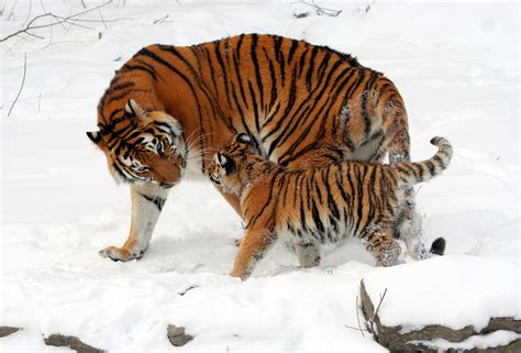 New Research Confirms Six Living Tiger Subspecies Biology Genetics