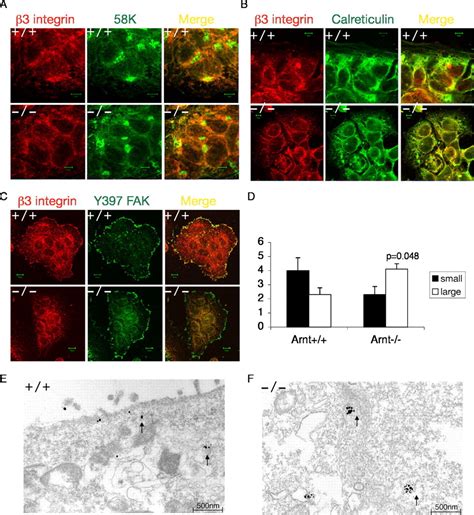 Hypoxia Inducible Factor Regulates V Integrin Cell Surface