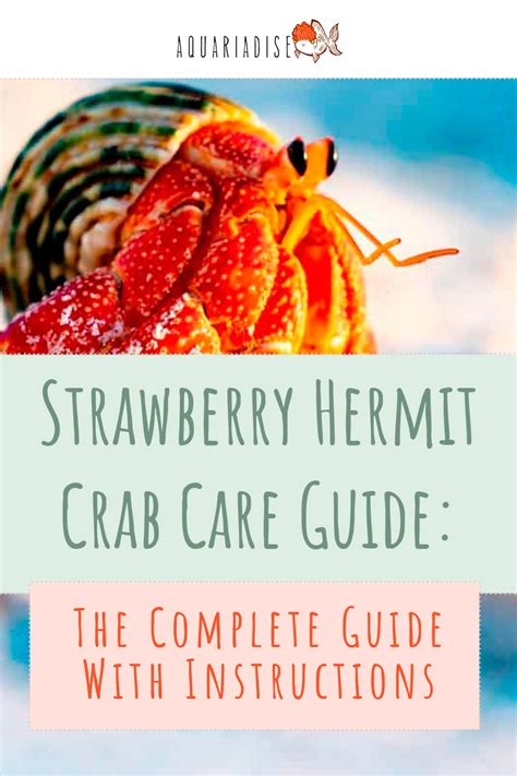 Strawberry Hermit Crab (Coenobita Perlatus) Care Sheet