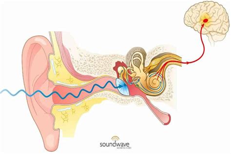 What Part Of The Brain Processes What You Hear Soundwave Hearing Care