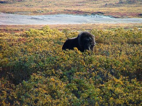 Kangerlussuaq Map - Western Greenland - Mapcarta