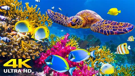 3 HOURS Stunning Of 4K Underwater Wonders Relaxing Music Coral