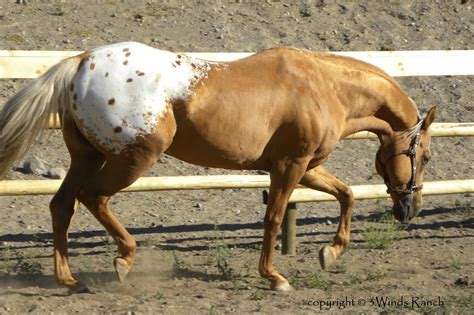 Palomino Leapord Appaloosaphoto By Amber Bond Facebook