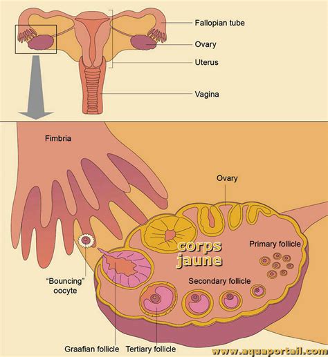 Corps Jaune Corpus Luteum D Finition Illustr E Et Explications