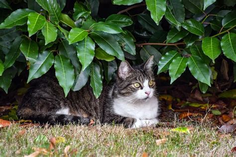 Comment éloigner les chats du potager Astuces pour empêcher les chats