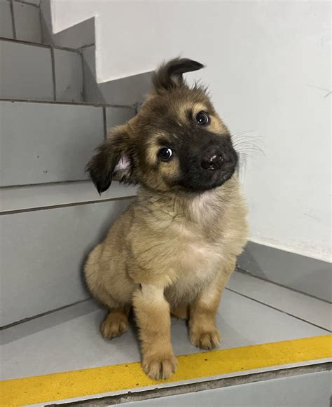 Todo dia cãezinhos projetoMila on Twitter RT casadoviralata Já