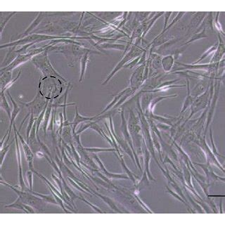 Representative graph of melanin contents in melanocytes after 3 days ...