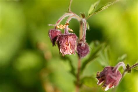 Alles Over Knikkend Nagelkruid Geum Rivale Inheemse Planten