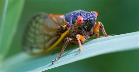 Cicada Vs Horsefly A Z Animals