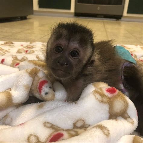 Capuchins Monkey Animals For Sale Nashville Tn 545195